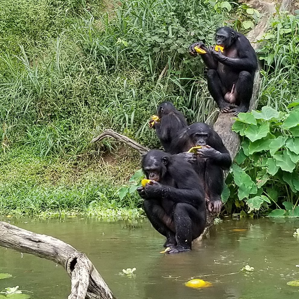 bonobo and tourist